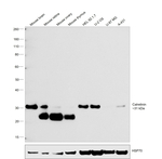 Calretinin Antibody in Western Blot (WB)