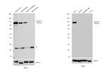 ALDH1L1 Antibody in Western Blot (WB)