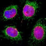 Lamin A/C Monoclonal Antibody (4C4)