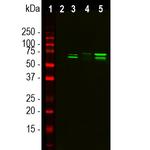 TAF15 Antibody in Western Blot (WB)