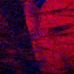 Tyrosine Hydroxylase Monoclonal Antibody (4H2)