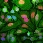 DJ-1 Monoclonal Antibody (4H4)