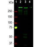 MAP2 Antibody in Western Blot (WB)
