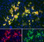mCherry Antibody in Immunocytochemistry (ICC/IF)
