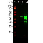 mCherry Antibody in Western Blot (WB)