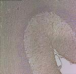 GFAP Antibody in Immunohistochemistry (Paraffin) (IHC (P))