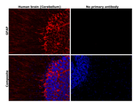 GFAP Antibody in Immunohistochemistry (Paraffin) (IHC (P))