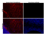 GFAP Antibody in Immunohistochemistry (Paraffin) (IHC (P))