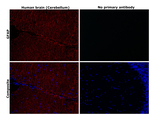 GFAP Antibody in Immunohistochemistry (Paraffin) (IHC (P))
