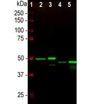 GFAP Antibody in Western Blot (WB)