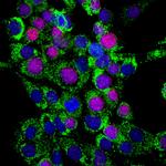Ki-67 Antibody in Immunocytochemistry (ICC/IF)