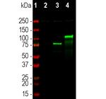 Cas12j Antibody in Western Blot (WB)