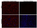 MAP2 Antibody in Immunohistochemistry (Paraffin) (IHC (P))