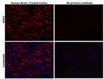 MAP2 Monoclonal Antibody (5H11)