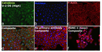 Calretinin Monoclonal Antibody (6A9)