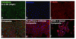 Calretinin Antibody