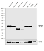 Calretinin Antibody in Western Blot (WB)
