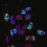 Ki-67 Antibody in Immunocytochemistry (ICC/IF)