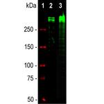 Ki-67 Antibody in Western Blot (WB)
