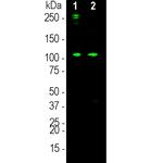 Complement C3a Monoclonal Antibody (6E8)