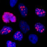 Ki-67 Antibody in Immunocytochemistry (ICC/IF)