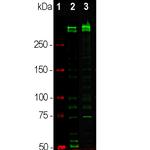 Ki-67 Antibody in Western Blot (WB)