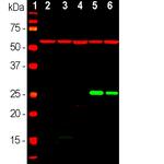 HSP27 Antibody in Western Blot (WB)