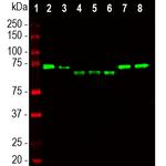 Ubiquilin 2 Antibody in Western Blot (WB)