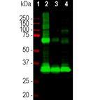 Rhodopsin Antibody in Western Blot (WB)