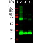 Rhodopsin Antibody in Western Blot (WB)