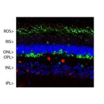 S-arrestin Monoclonal Antibody (S128)