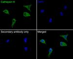 Cathepsin H Antibody in Immunocytochemistry (ICC/IF)