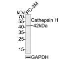 Cathepsin H Antibody in Western Blot (WB)
