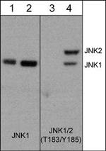 Phospho-JNK1 (Thr183, Tyr185) Antibody in Western Blot (WB)