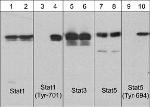 Phospho-STAT1 (Tyr701) Monoclonal Antibody (M135)