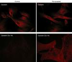 Phospho-Caveolin 1 (Tyr14) Monoclonal Antibody (M283)