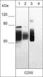 CD55 Monoclonal Antibody (M033)