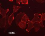 CD147 Monoclonal Antibody (M036)