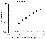 CD155 Monoclonal Antibody (M048)