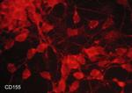 CD155 Monoclonal Antibody (M048)