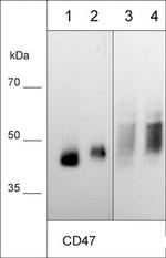 CD47 Antibody in Western Blot (WB)