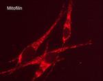 Mitofilin Monoclonal Antibody (M027)