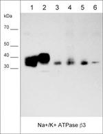 CD298 Antibody in Western Blot (WB)