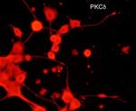 PKC delta Monoclonal Antibody (M242)