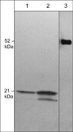 CDC42 Monoclonal Antibody (M430)