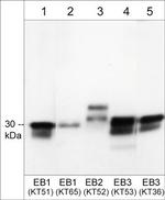 MAPRE3 Monoclonal Antibody (KT53)