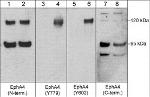 EphA4 Monoclonal Antibody (M280)