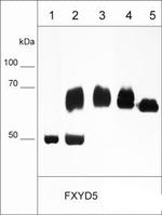 Dysadherin Monoclonal Antibody (M031)