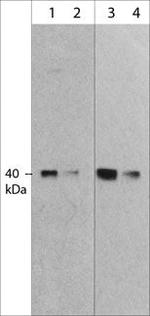 MURF1 Monoclonal Antibody (M316)