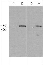 iNOS Monoclonal Antibody (M398)